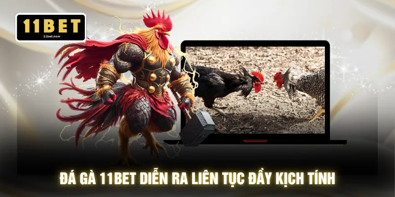 Đá Gà 11BET - Hàng Trăm Trận Đấu Liên Tục Không Nghỉ 24h 2 Đá gà 11BET diễn ra liên tục đầy kịch tính