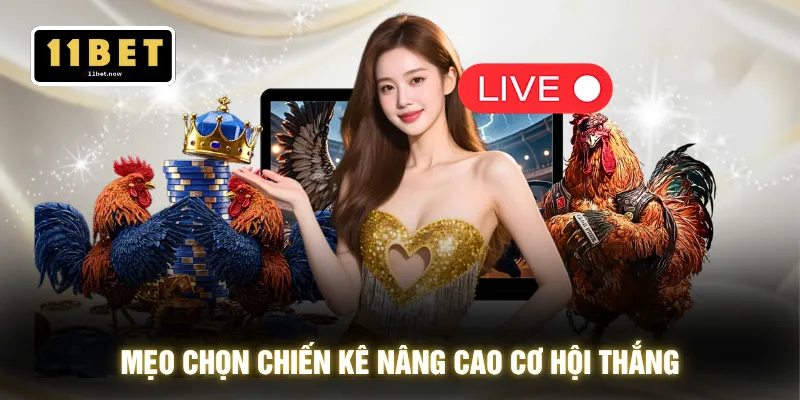 Đá Gà 11BET - Hàng Trăm Trận Đấu Liên Tục Không Nghỉ 24h 4 Mẹo chọn chiến kê nâng cao cơ hội thắng
